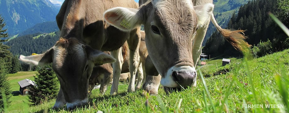 Infos für Firmen und Unternehmen - Business Wiesn Service auf Firmenwiesn - Angebote zum Oktoberfest 2026 in München